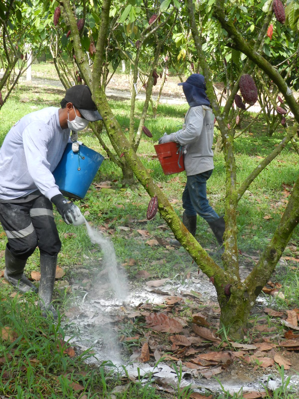 Cuidado de árboles con productos